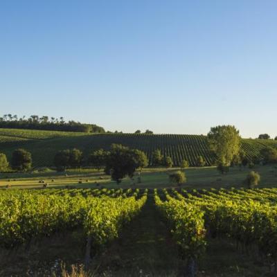 Vignobles du Médoc