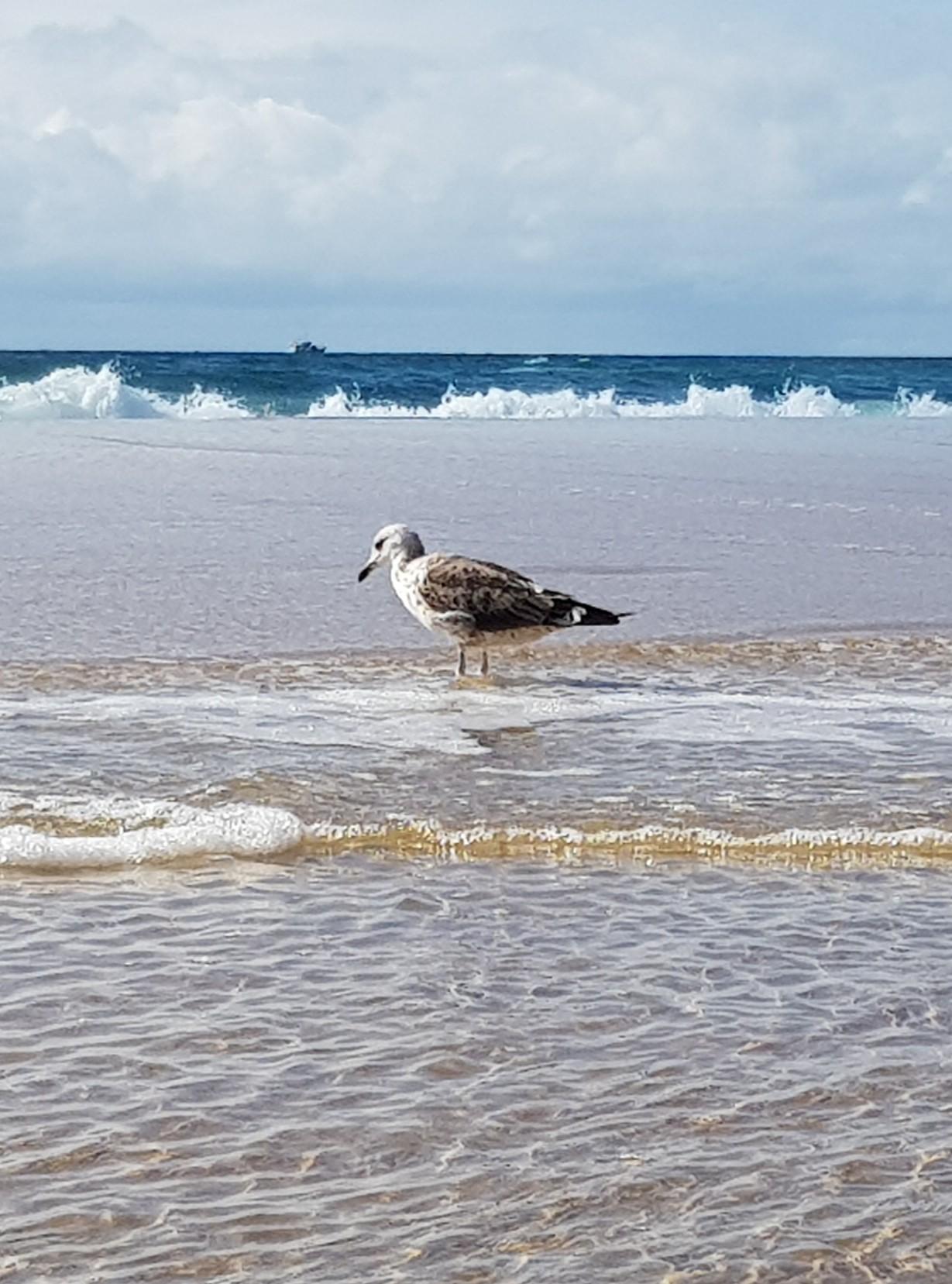 Mouette aux pieds dans la vague en bord d'océan